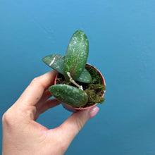 Load image into Gallery viewer, Hoya Sigitalis Propagation Pot
