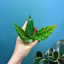 Load image into Gallery viewer, Begonia Tamaya Maculata Rooted Cutting Pot

