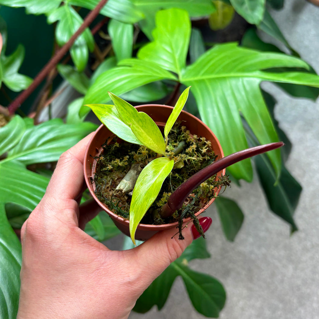 Philodendron 'Painted Lady'