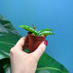 Hoya Krinkle 8 Propagation Pot