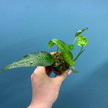 Load image into Gallery viewer, Epipremnum 'Skeleton Key'
