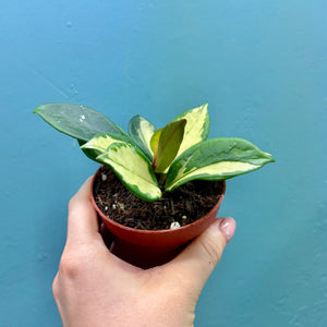 Hoya Tricolour 'Krimson Princess'