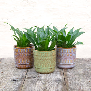 Dracaena Fragrans Compacta