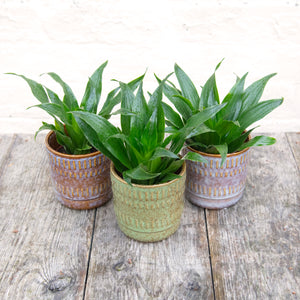 Dracaena Fragrans Compacta