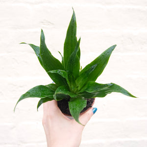 Dracaena Fragrans Compacta
