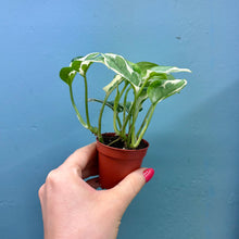 Load image into Gallery viewer, Epipremnum Aureum N&#39;Joy
