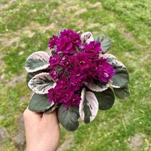 Saintpaulia Hovariegata 'Variegated African Violet'