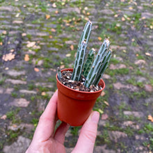 Load image into Gallery viewer, Senecio Stapeliiformis 'Pickle Plant'
