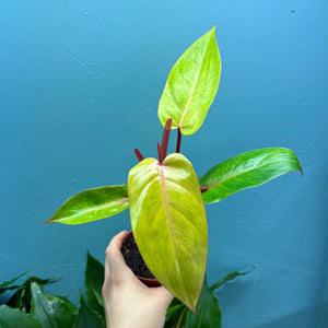 Philodendron 'Painted Lady'