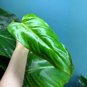 Philodendron 'Painted Lady'