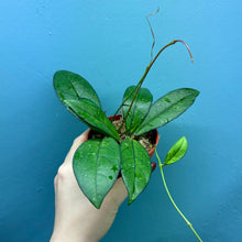 Load image into Gallery viewer, Hoya Crassipetiolata Propagation Pot
