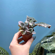 Load image into Gallery viewer, Saintpaulia Variegated 'African Violet' Propagation Small Plant
