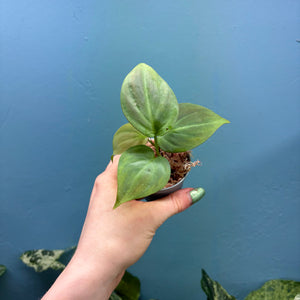 Philodendron Camposportoanum  Propagation Pot A