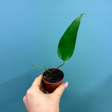 Load image into Gallery viewer, Epipremnum 'Skeleton Key'
