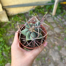 Load image into Gallery viewer, Mystery Medium Cactus Mix
