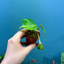 Load image into Gallery viewer, Philodendron Scandens &#39;Brasil&#39; B
