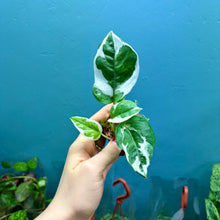 Load image into Gallery viewer, Epipremnum Aureum N&#39;Joy
