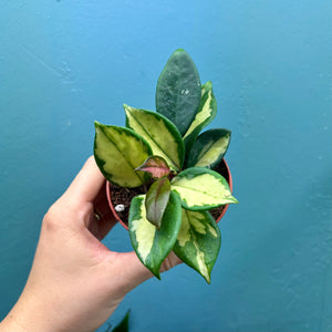 Hoya Tricolour 'Krimson Princess'