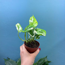 Load image into Gallery viewer, Epipremnum Aureum N&#39;Joy
