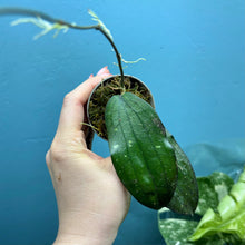 Load image into Gallery viewer, Hoya Erythrina
