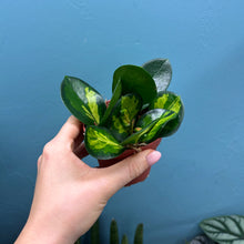 Load image into Gallery viewer, Hoya Australis Lisa
