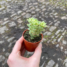 Load image into Gallery viewer, Crassula Perforata Variegated &#39;String of Buttons&#39;
