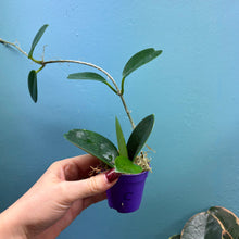 Load image into Gallery viewer, Hoya Australis Propagation Pot C

