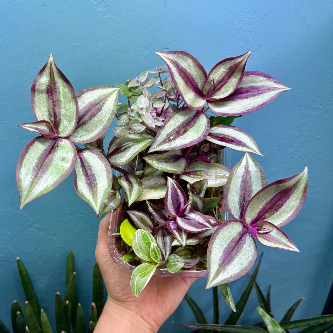 Propagation Bundle Tub 77 - Tradescantia Brightness, Zebrina, Callisia Pink Lady & Epiphyllum