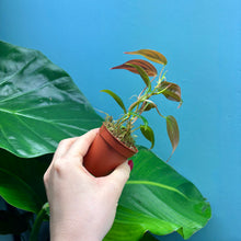 Load image into Gallery viewer, Baby Philodendron Scandens Micans
