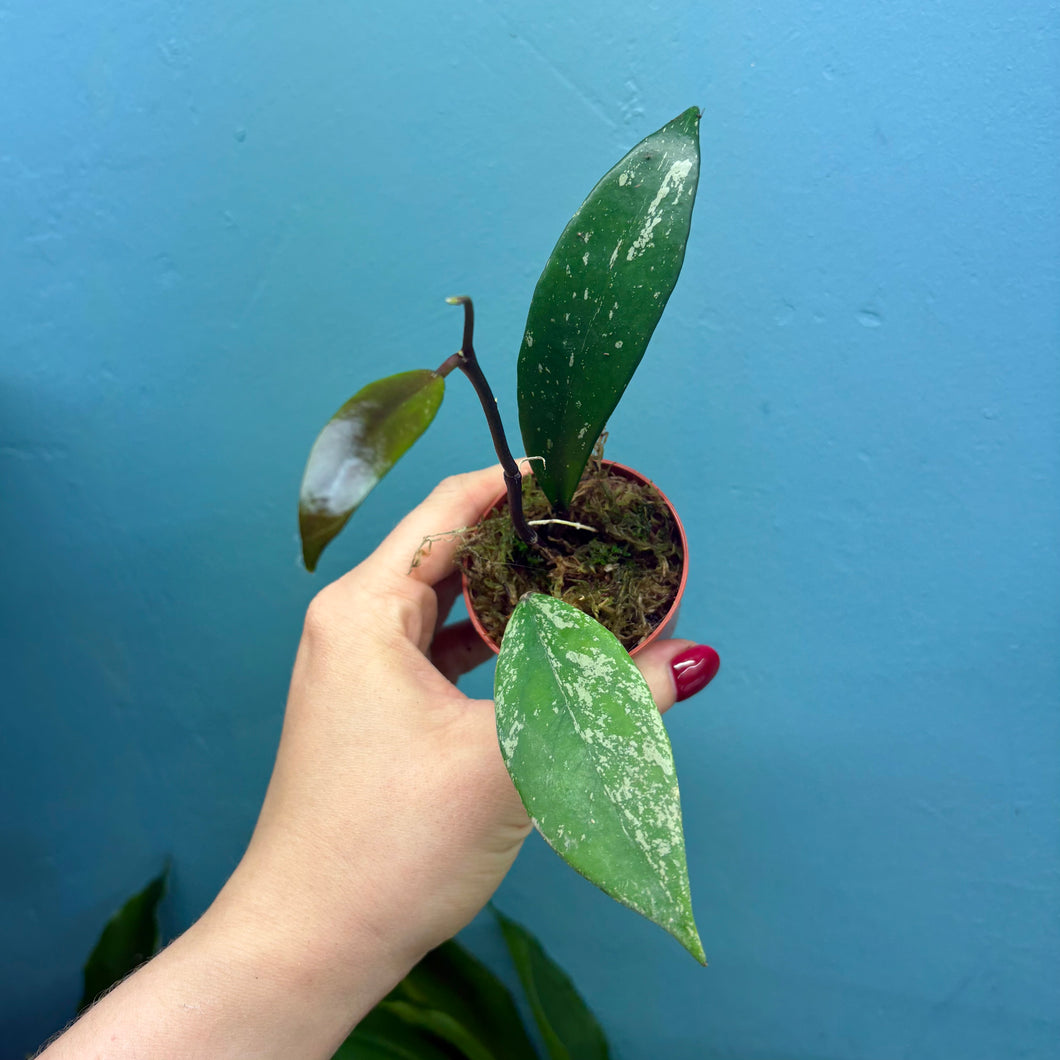 Baby Hoya Pubicalyx Rooted Cuttings