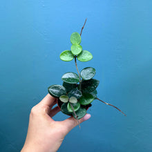 Load image into Gallery viewer, Baby Hoya Mathilde
