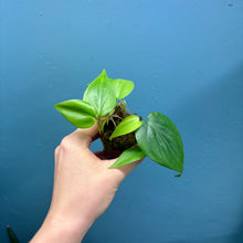 Load image into Gallery viewer, Philodendron Scandens Propagation Pot
