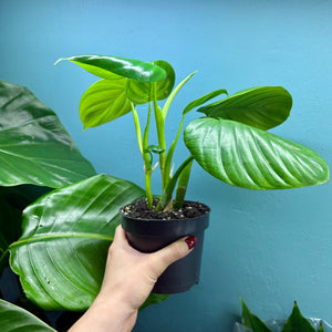 Philodendron Pittieri