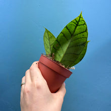 Load image into Gallery viewer, Hoya Callistophylla Propagation Pot

