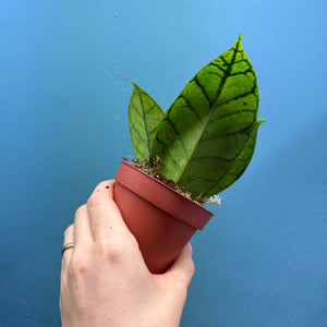 Hoya Callistophylla Propagation Pot