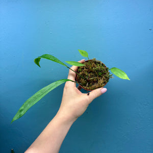 Anthurium Gracile Small Plant