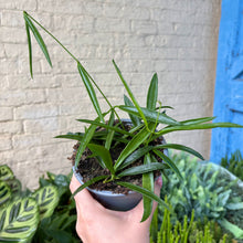 Load image into Gallery viewer, Hoya Longifolia
