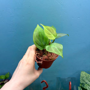 Philodendron Camposportoanum