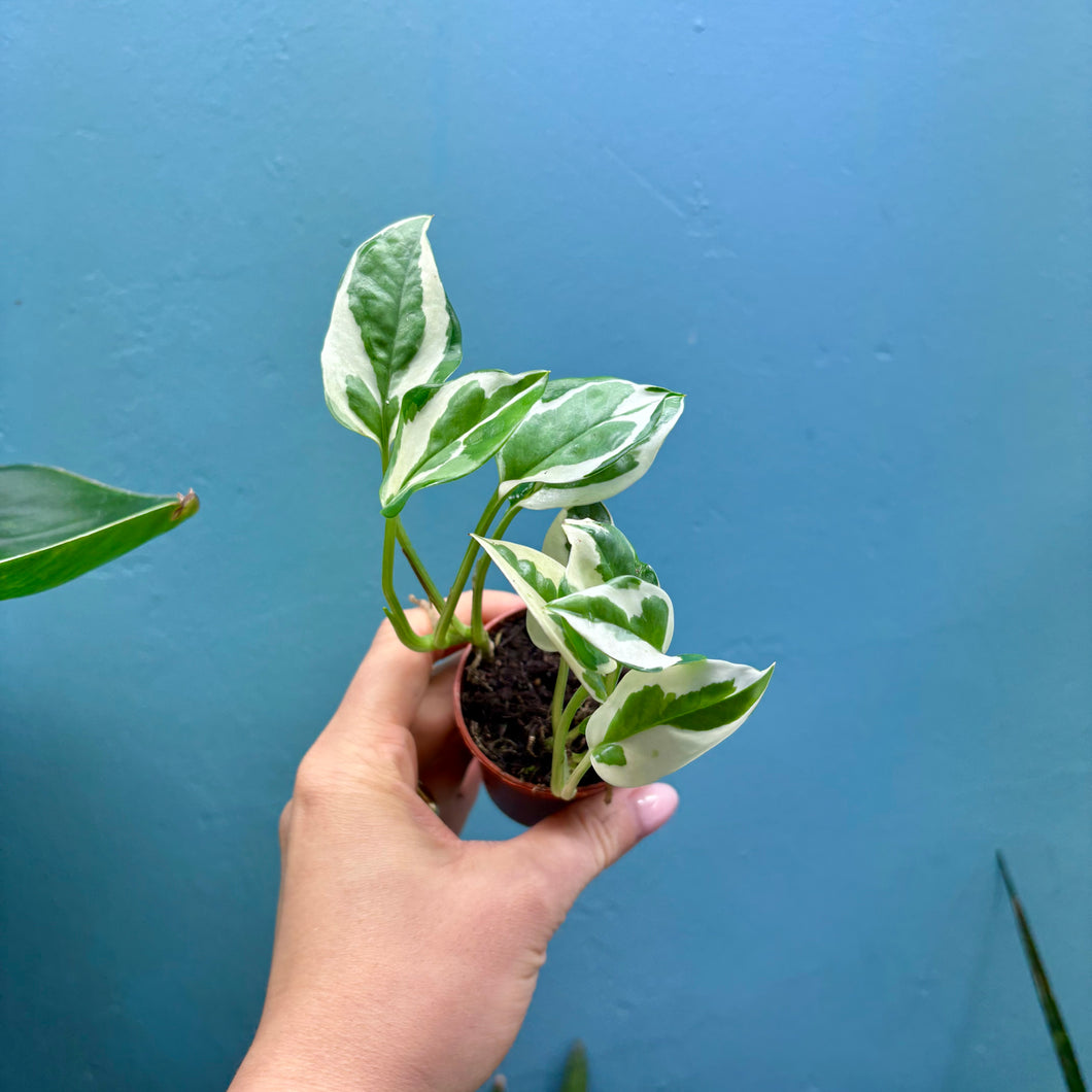 Epipremnum Aureum N'Joy