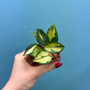 Baby Hoya Tricolour 'Krimson Princess'