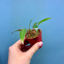 Load image into Gallery viewer, Philodendron Erubescens &#39;Red Emerald&#39;
