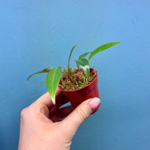 Philodendron Erubescens 'Red Emerald'