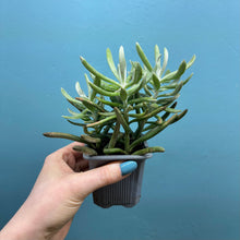 Load image into Gallery viewer, Senecio Scapusis

