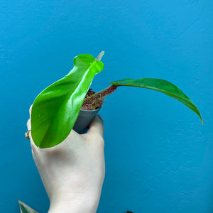 Philodendron Squamiferum Rooted Cutting Pot
