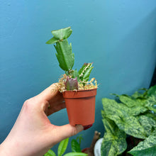 Load image into Gallery viewer, Schlumbergera &#39;Christmas Cactus&#39; Propagation Pot
