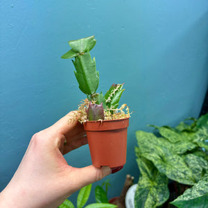 Schlumbergera 'Christmas Cactus' Propagation Pot