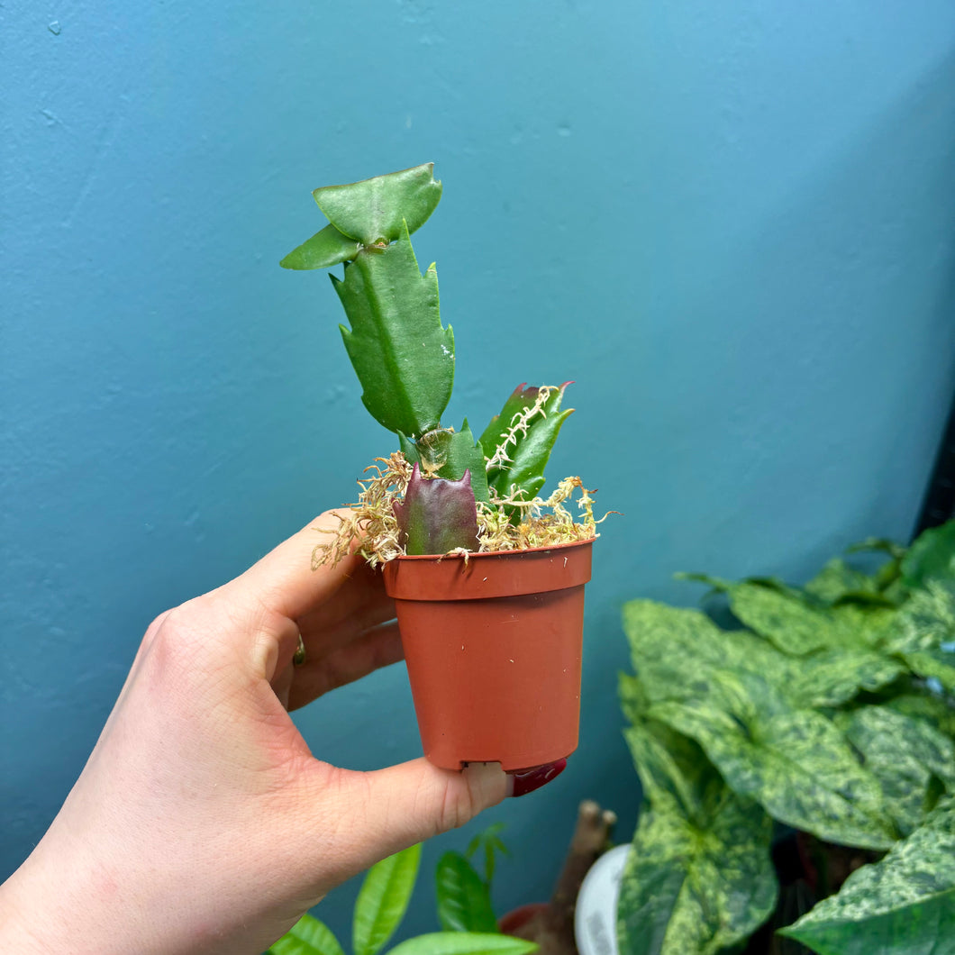 Schlumbergera 'Christmas Cactus' Propagation Pot