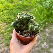 Load image into Gallery viewer, Cereus Peruvianus Monstrosus Cristata

