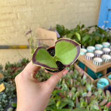 Load image into Gallery viewer, Kalanchoe Synsepala
