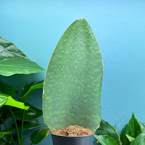 Sansevieria Masoniana 'Victoria' (Whale Fin)